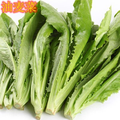 密云农家 油麦菜 莜麦菜 青菜 小叶菜 新鲜蔬菜 现摘涮锅清炒500g