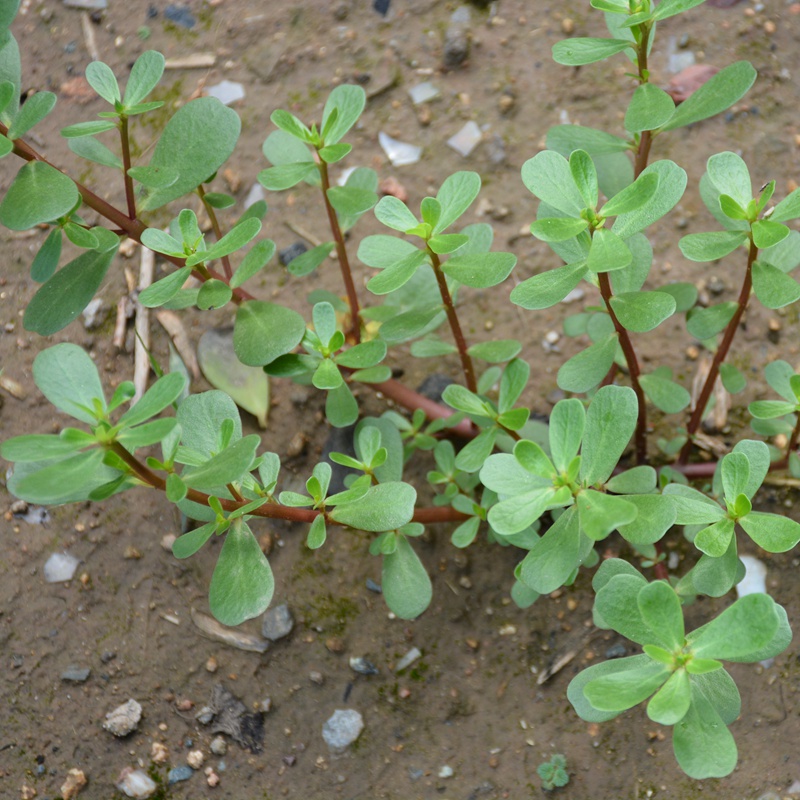 山区马齿苋 马蛇菜新鲜蔬菜五行草蚂蚱菜农村山野菜 500g