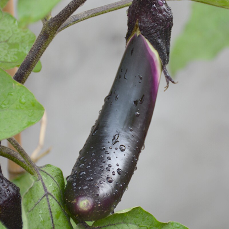 密云农家种植新鲜长茄子 紫茄子绿把茄子 茄瓜 时令蔬菜500克