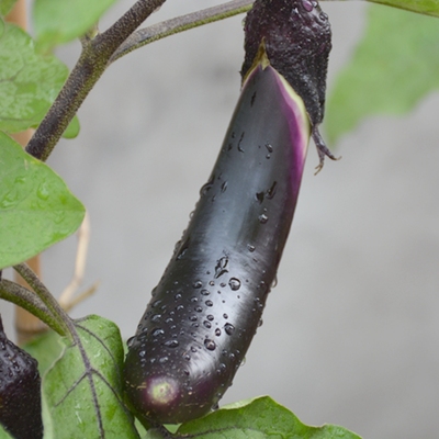 密云农家种植新鲜长茄子 紫茄子绿把茄子 茄瓜 时令蔬菜500克