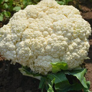 密云农家 新鲜菜花 散菜花 花椰菜 农家肥  现摘蔬菜 500g