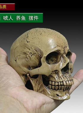 标准人体头部肌肉骨骼解剖模型