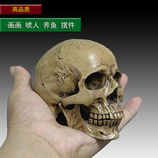 1:3美术医学静物绘画参考 艺用人体肌肉骨骼头雕头骨 半胸像模型