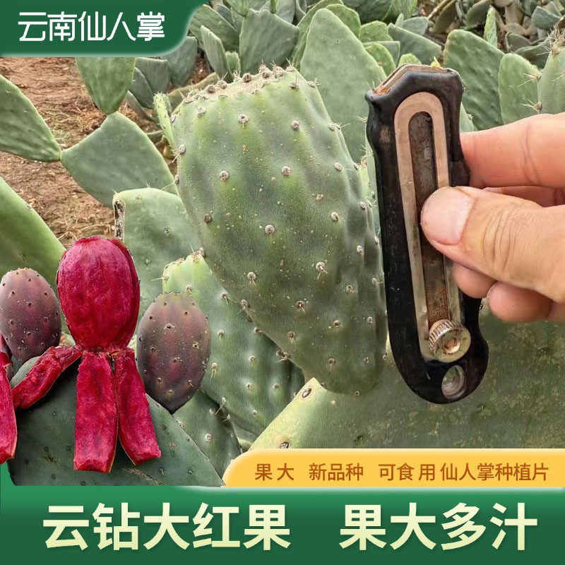 仙人掌果苗可食用种植米邦塔改良新品种云南云钻仙人掌大红果树苗
