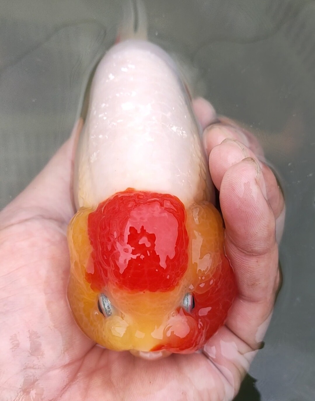 娃娃脸红白奶牛小尾兰寿潘氏精品鱼观赏鱼金鱼淡水包活包损包健康