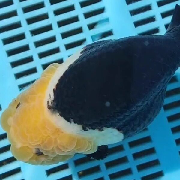 奶牛红牛麒麟蓝白金鱼兰寿淡水