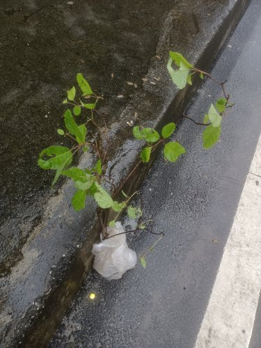 黄栌树香山红叶