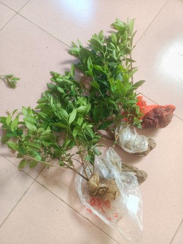 茶树老品种