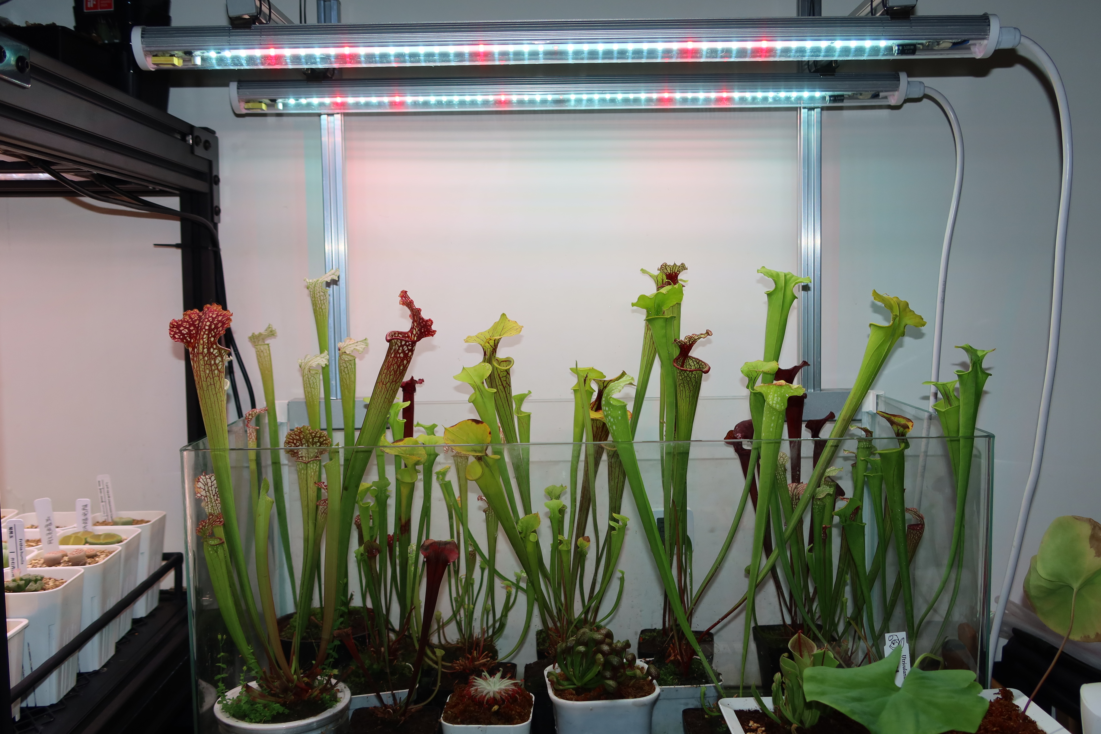 三星LM301H EVO Mint灯管龟背竹水培育苗全光谱植物补光灯生长灯