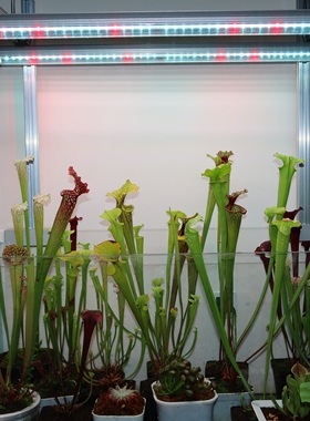 三星LM301H EVO Mint灯管龟背竹水培育苗全光谱植物补光灯生长灯