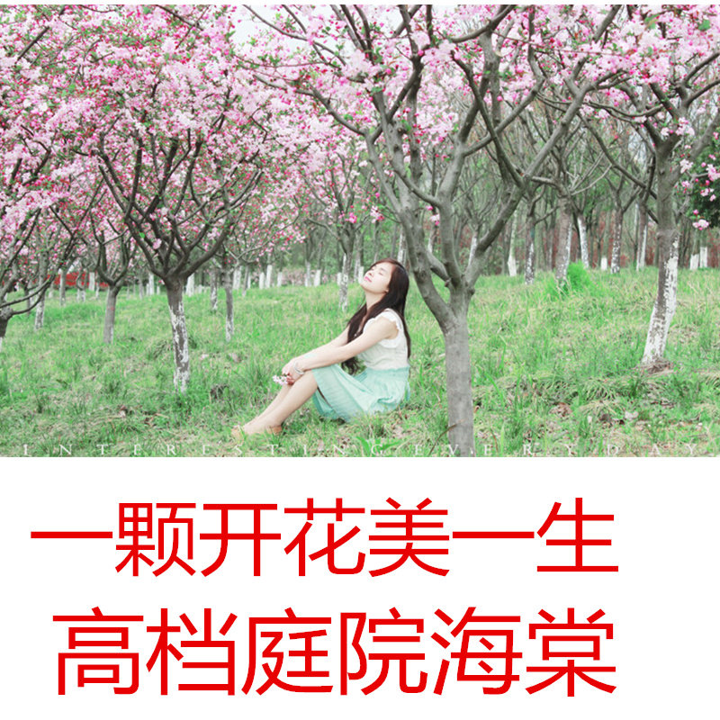 庭院海棠树苗木本超值优惠