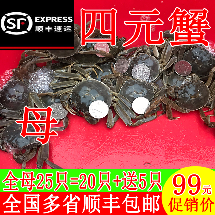 全母满黄小螃蟹现货鲜活顺丰包邮