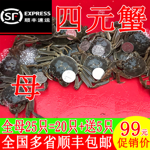 全母小螃蟹现货鲜活大闸蟹河蟹毛蟹三一二元活蟹稻田蟹香辣蟹包邮