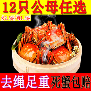 芜湖大闸蟹鲜活共12只特大公母螃蟹河蟹毛线红膏蟹可全母海鲜水产