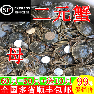 包邮 蟹香辣蟹 蟹现货鲜活小螃蟹大闸蟹醉蟹河蟹毛蟹两一元 全母二元