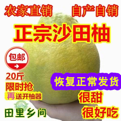 梅州金柚沙田柚梅县鲜甜柚子