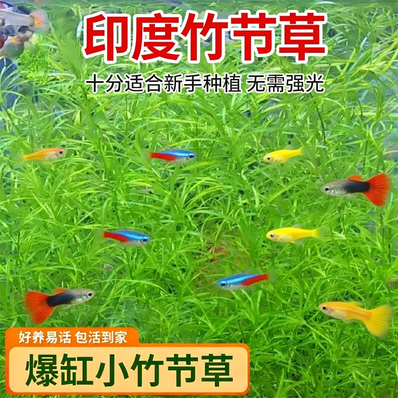 孔雀鱼专用水草竹节草养不死的水草好养耐活水草免打理懒人水草