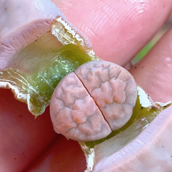 优选粉美薰,鲜花速递/花卉仿真/绿植园艺,多肉植物,淘宝优惠券,粉丝福利购,淘宝优惠卷