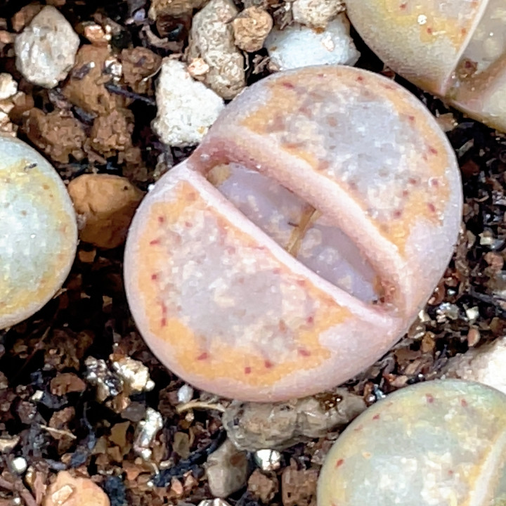 特价糖果216,鲜花速递/花卉仿真/绿植园艺,多肉植物,淘宝优惠券,粉丝福利购,淘宝优惠卷