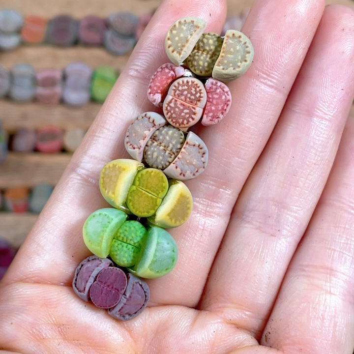 特价饼干彩套一手,鲜花速递/花卉仿真/绿植园艺,多肉植物,淘宝优惠券,粉丝福利购,淘宝优惠卷