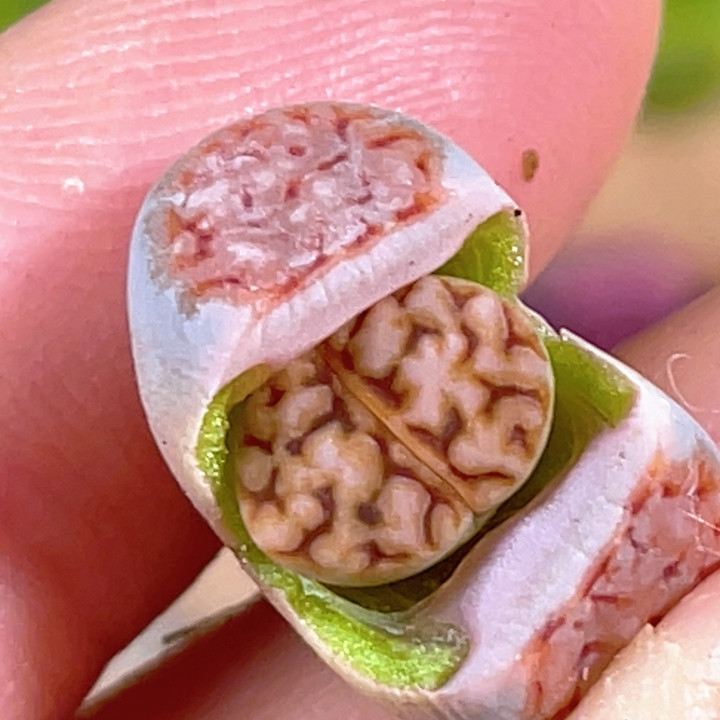 拿铁花纹,鲜花速递/花卉仿真/绿植园艺,多肉植物,淘宝优惠券,粉丝福利购,淘宝优惠卷