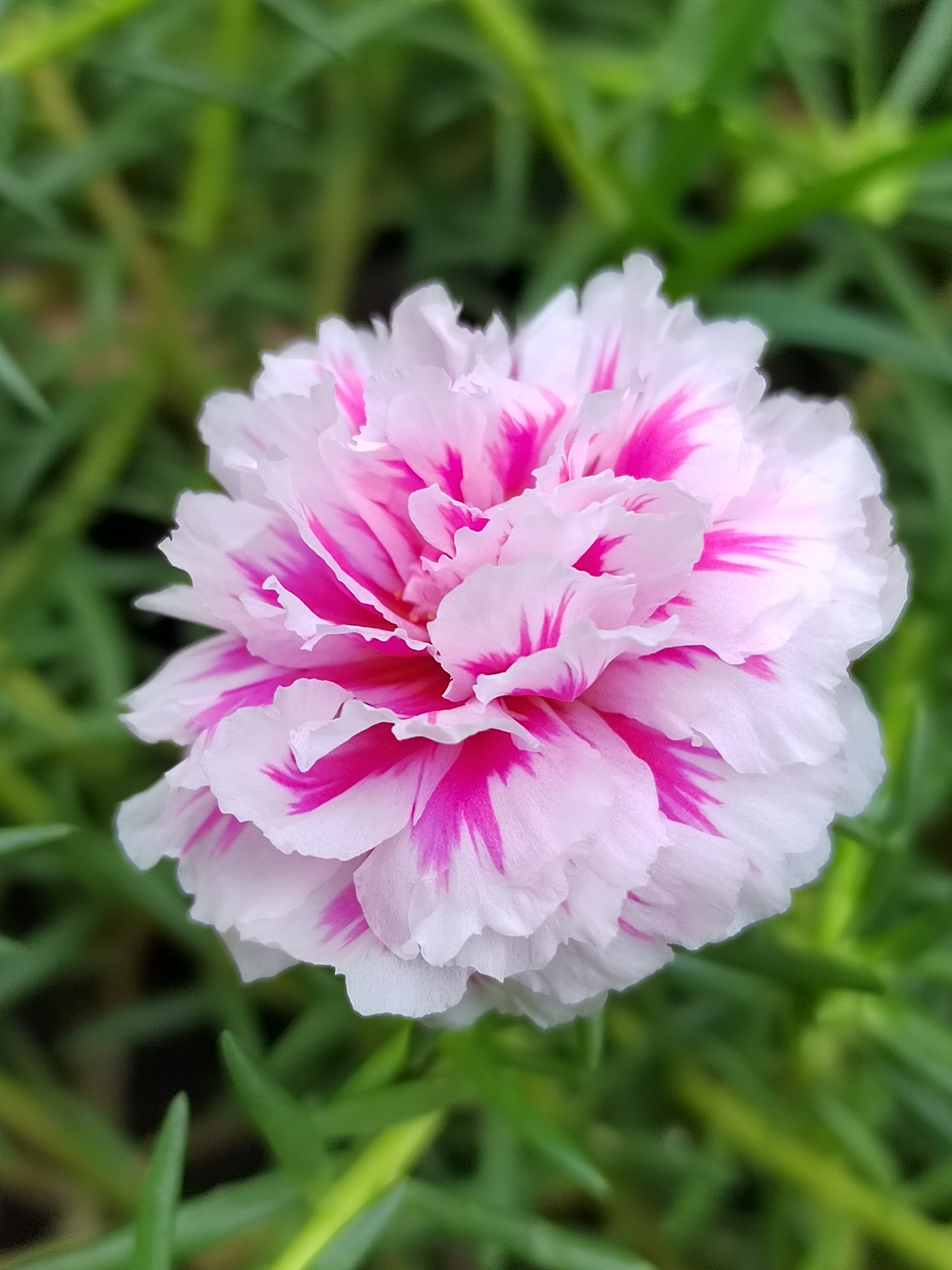 粉芙蓉宿根重瓣松叶牡丹太阳花20cm以上长枝条多年生花卉包对版