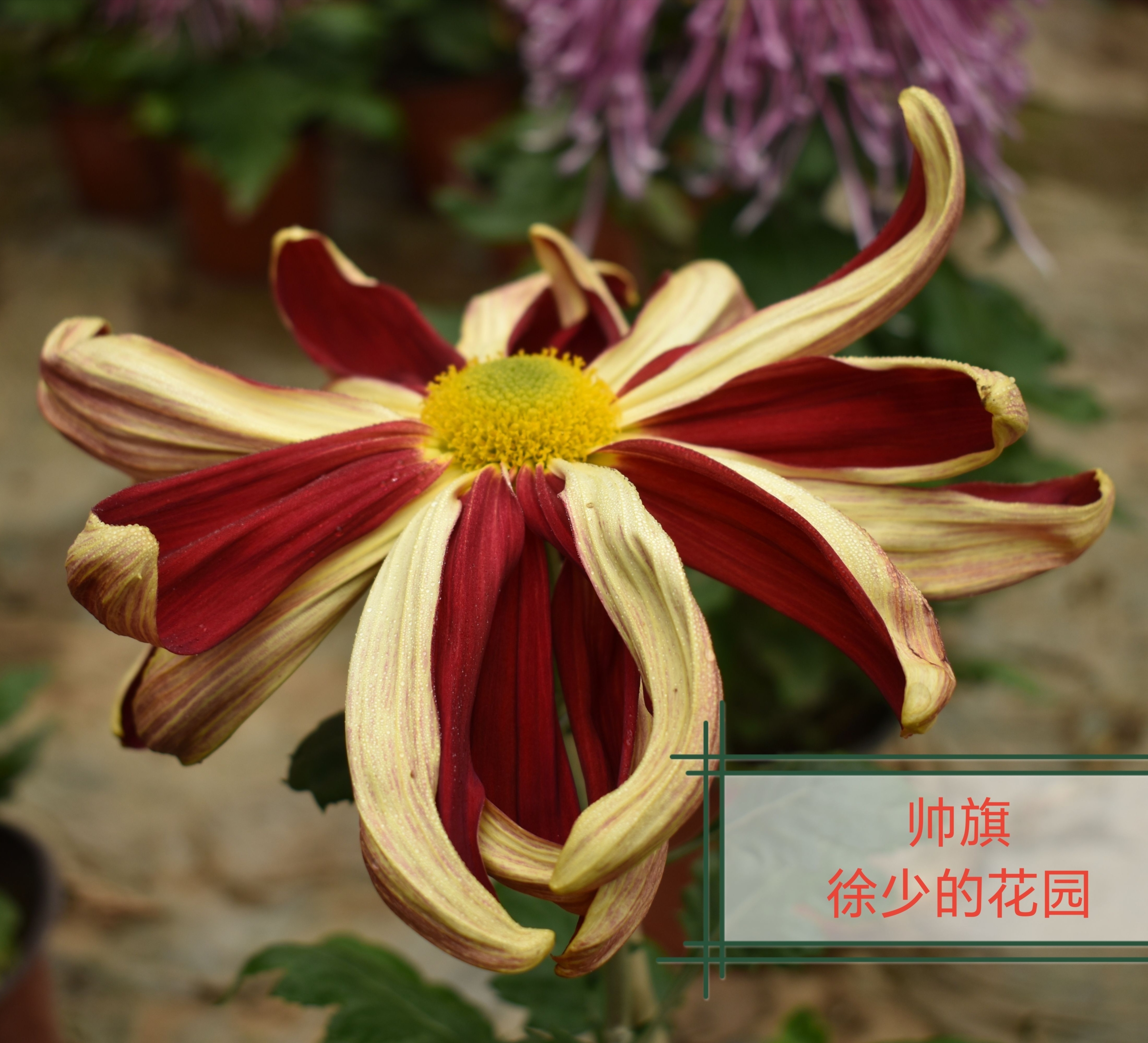 徐少菊花十大名菊帅旗菊花穴盘庭院花卉小苗玉壶春绿牡丹十丈竹帘