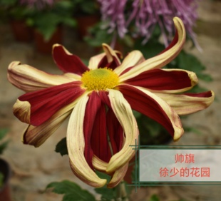 徐少菊花十大名菊帅旗菊花穴盘庭院花卉小苗玉壶春绿牡丹十丈竹帘