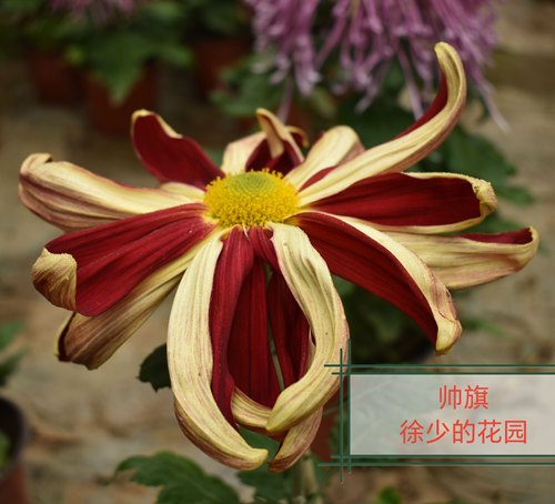 徐少菊花十大名菊帅旗菊花穴盘庭院花卉小苗玉壶春绿牡丹十丈竹帘