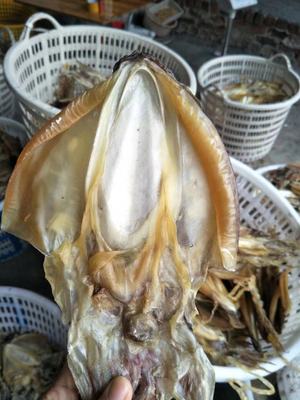 本港墨鱼干4到6只 味道香 福建东山岛特产野生淡晒目鱼乌贼海鲜干
