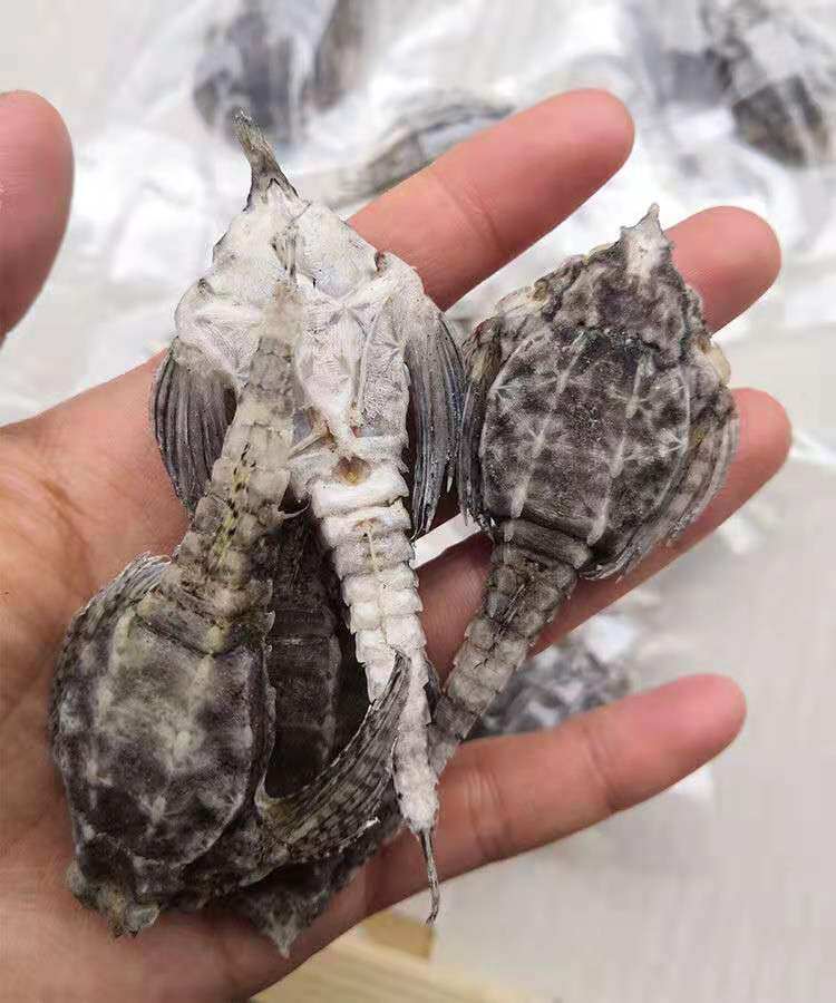 海麻雀 海燕子 煲汤料泡酒料海产品干货 每只5元一只2克