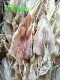 东山岛淡晒鱿鱼干大 中小号鱿鱼干烧烤海鲜干货17只一斤尤鱼干