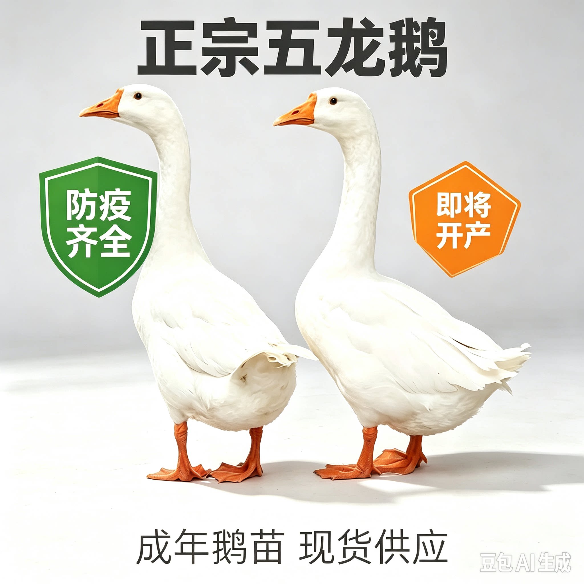 成年五龙鹅豁眼鹅6斤鹅大白三花鹅大白鹅四季鹅下蛋鹅宠物鹅活鹅