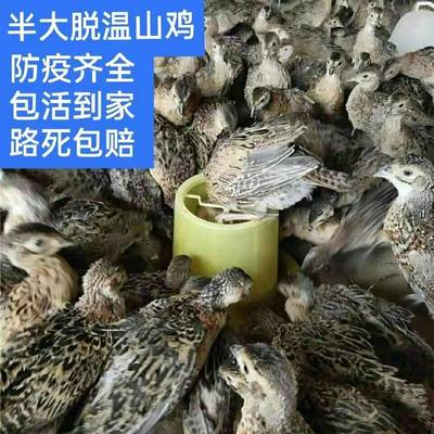 脱温山鸡公母都有拍前联系