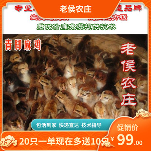 [20只装]笨鸡苗雪山草鸡苗土鸡黄鸡苗快小麻鸡苗土鸡苗柴鸡苗