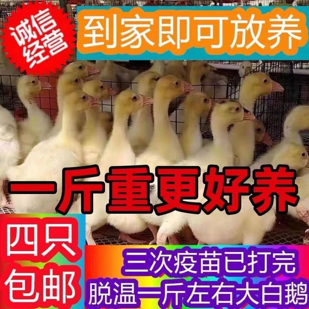 大种白鹅苗活体双黄蛋脱温鹅苗青年大白鹅半大鹅产蛋王小鹅宠物鸭