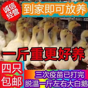 脱温鹅苗小鹅苗大种鹅苗白鹅灰鹅皖西鹅灰鹅四季鹅三花鹅四只起拍