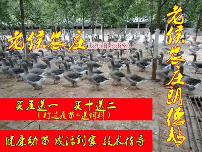 （10只装）半斤左右大雁鹅苗大种朗德鹅苗纯种汕头鹅苗合浦灰鹅苗
