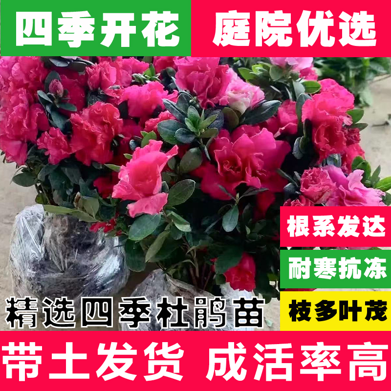 西洋杜鹃批发带花苞多品种庭院植物花卉盆栽厂区工程绿化带优质苗