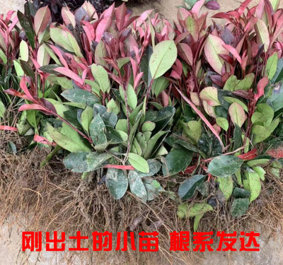 罗宾红叶石楠苗彩色植物篱笆庭院绿化树苗工程园艺直销包邮别墅