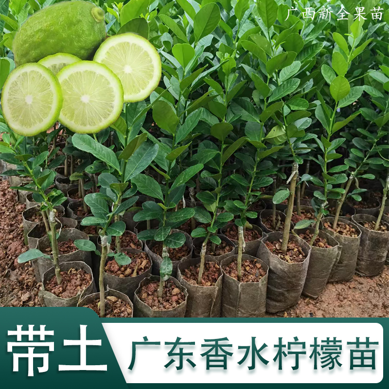 广东无籽香水柠檬树苗嫁接苗海南小金桔柠檬苗树苗青金桔四季结果