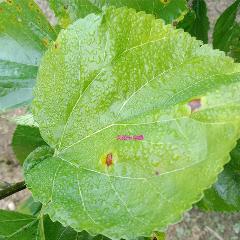 正宗霜桑叶霜打桑叶霜后桑叶攀枝花自家桑葚干叶无农药干桑叶泡茶