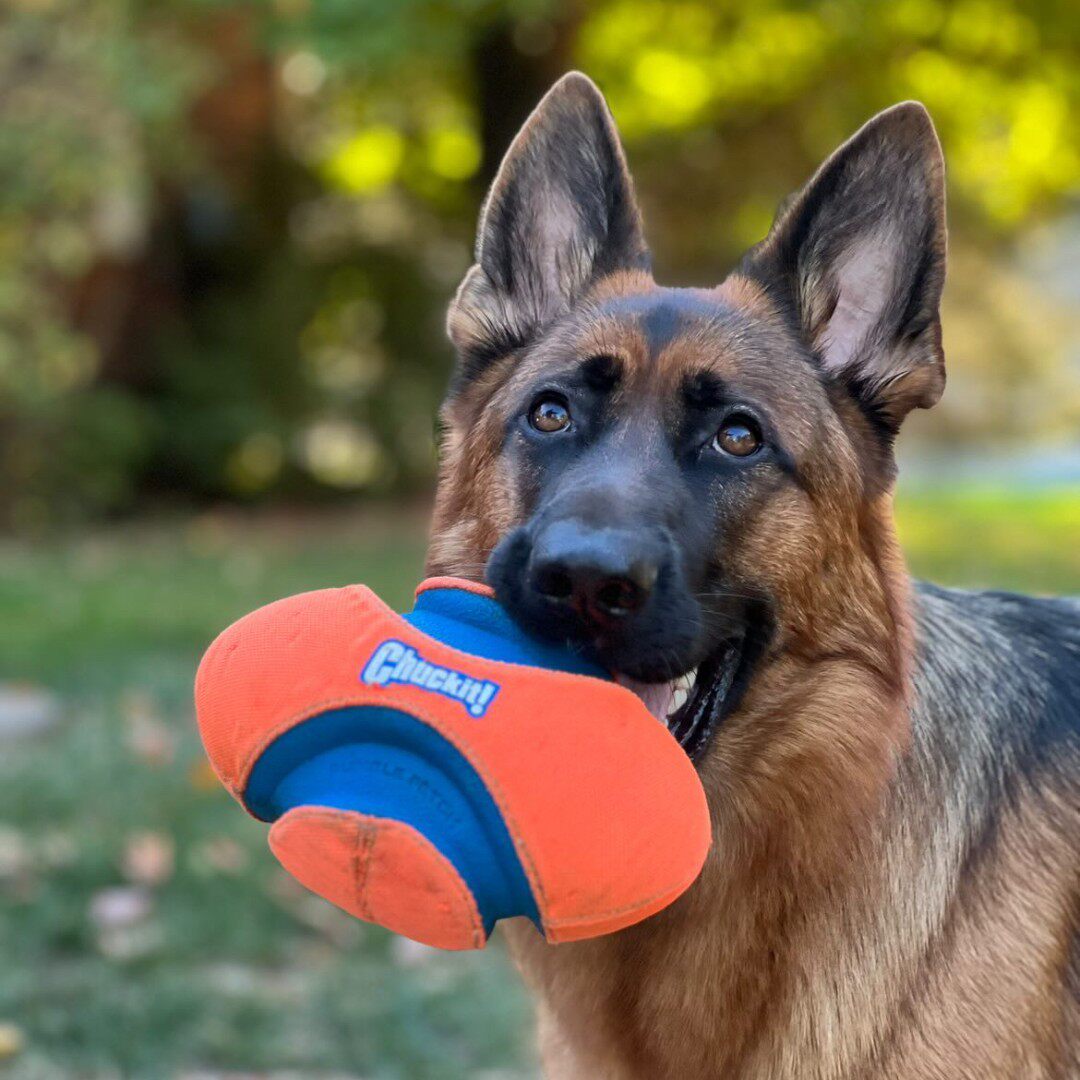 petmate宠物狗户外巡回玩具夜光足球橄榄球高弹力耐咬训练边牧