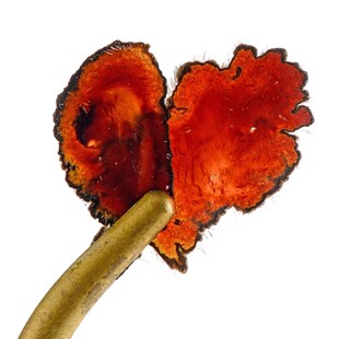 鹿茸片全腊残片干鹿茸片长白山鹿茸煲汤泡酒梅花鹿血片蜡片10g