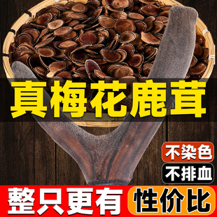 整根新鮮血片整枝中藥材紅粉鹿鞭泡酒藥材禮盒養生 梅花鹿茸片正品