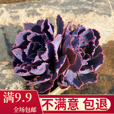 紫色多头多肉植物晚霞之舞老桩超大容易养多肉花卉绿植组合盆栽 肉语 淘优券