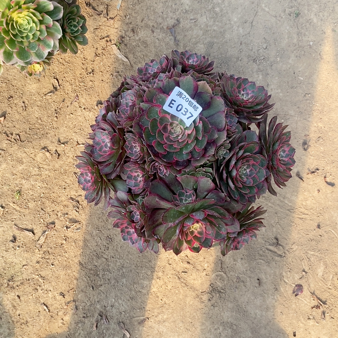 37花妖,鲜花速递/花卉仿真/绿植园艺,多肉植物,淘宝优惠券,粉丝福利购,淘宝优惠卷