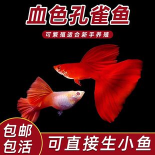 全红孔雀鱼热带纯种观赏鱼活体小型淡水好养耐活精品胎生凤尾小鱼