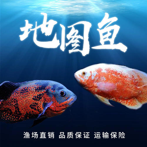 黑白地图鱼德州豹鱼鹦鹉鱼银龙鱼中大型淡水宠物热带观赏鱼活体