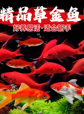 观赏鱼草金鱼小型淡水耐活冷水好养活鱼体家养闯缸饲料鱼红鲫鱼苗